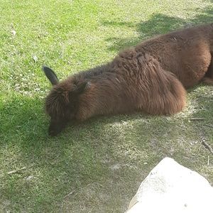 Meet your Posher, Caroline